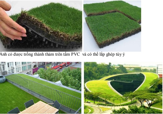 Cỏ trồng thành thảm trên tấm PVC