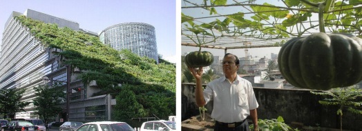 Hình ảnh cây xanh trồng trên mái và hai bên tòa nhà